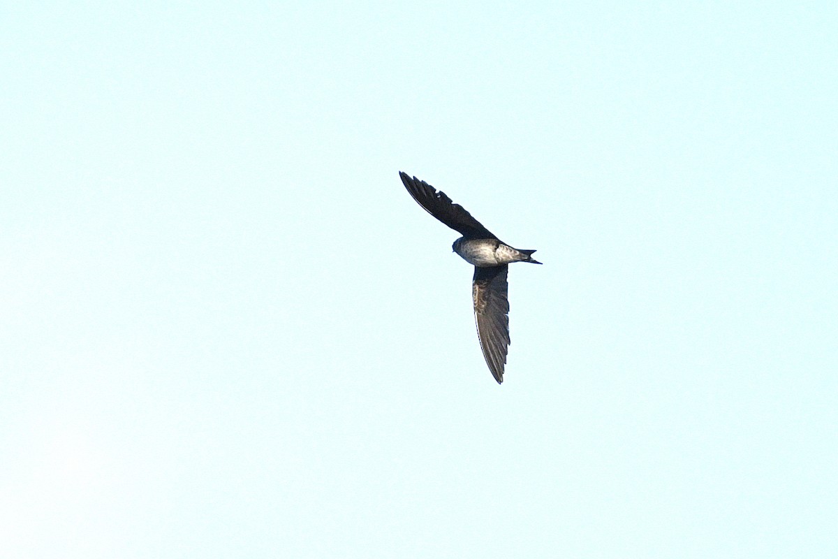 Purple Martin - ML645685461