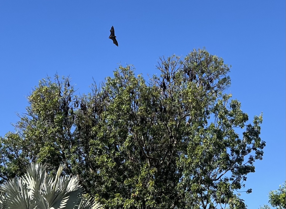 Black Flying-fox - ML645685465