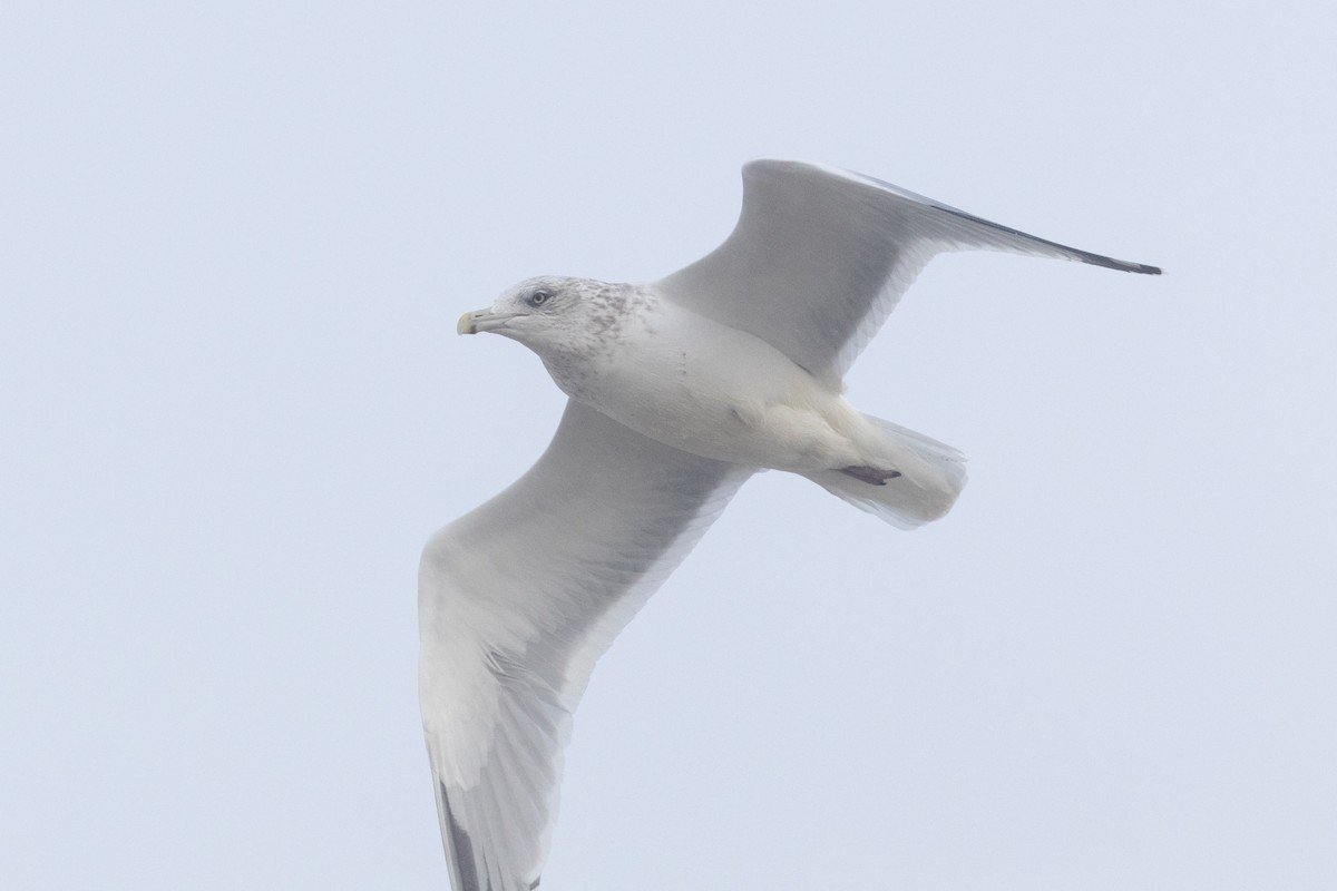 American Herring Gull - ML645685474