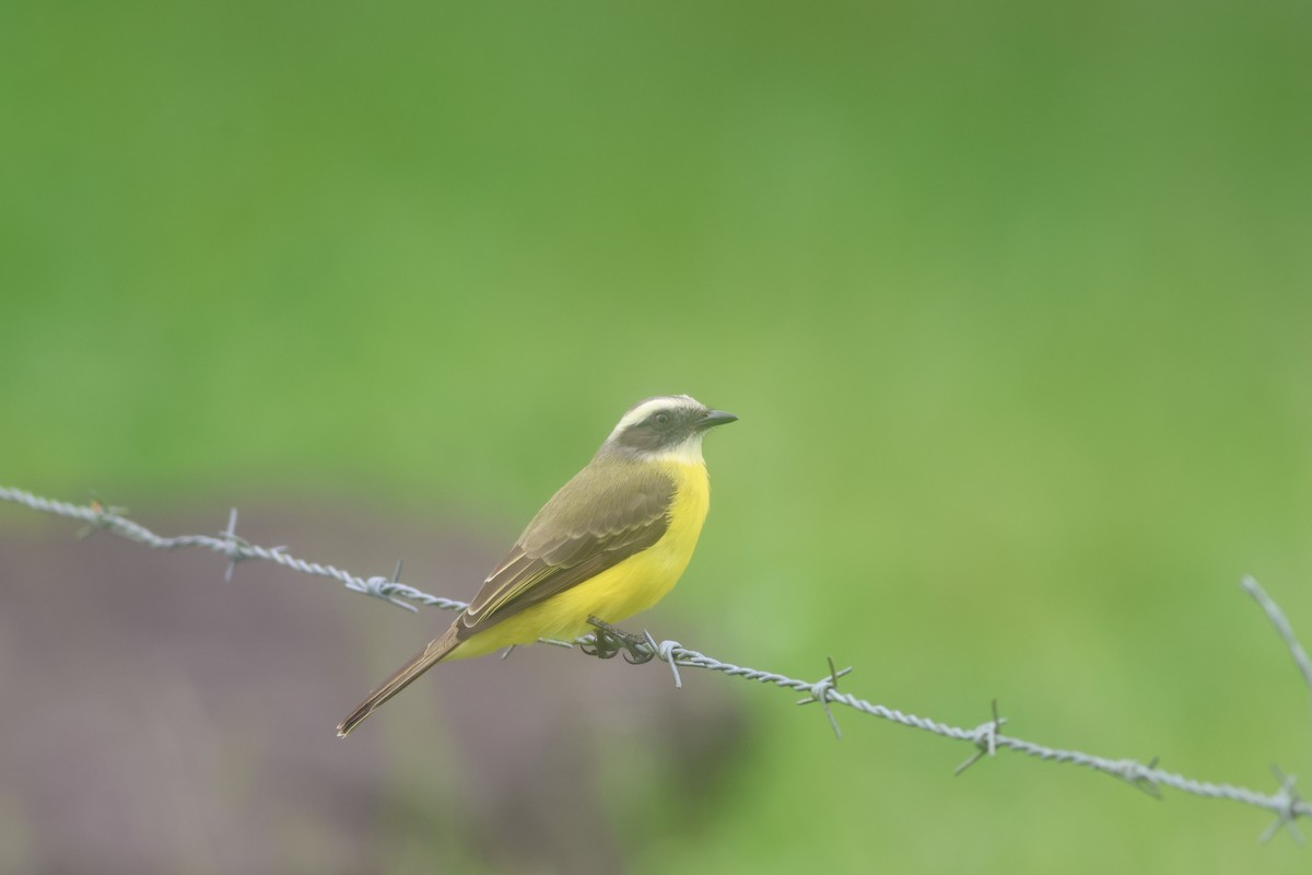 Sosyal Tiran - ML645685481