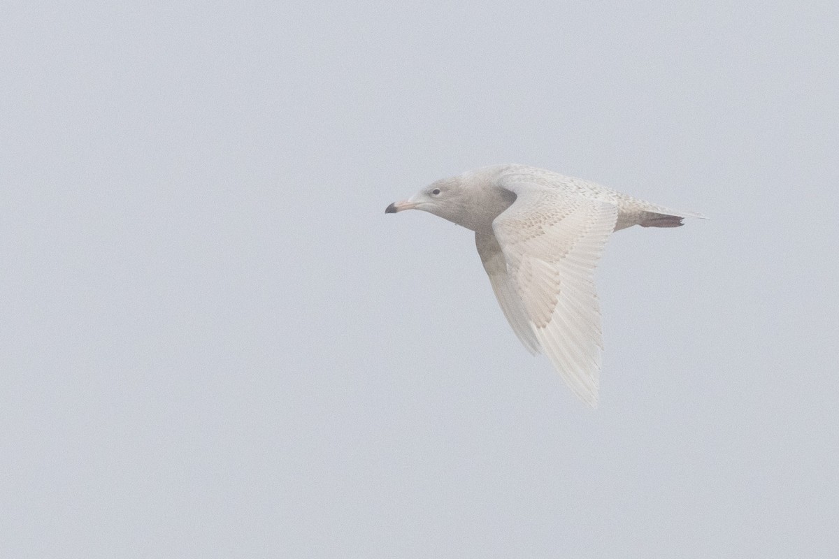 Glaucous Gull - ML645685485