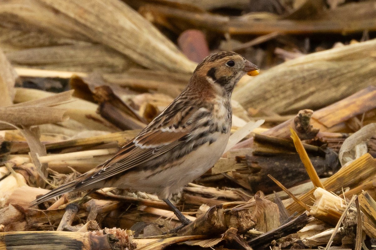 Mahmuzlu Çinte - ML645685486