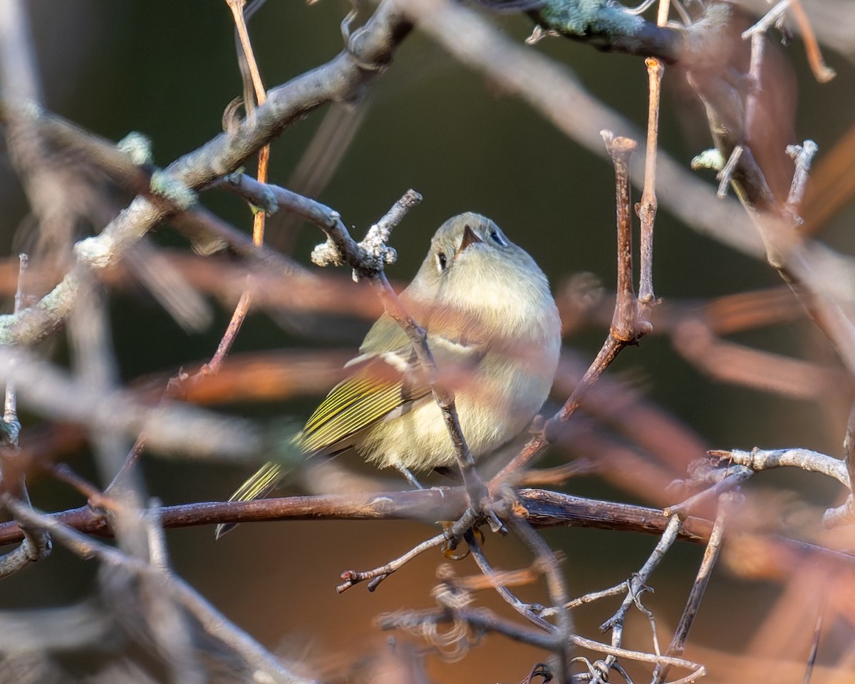 Ruby-crowned Kinglet - ML645685487