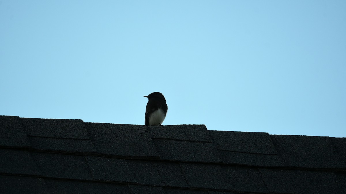 Black Phoebe (Northern) - ML645685489