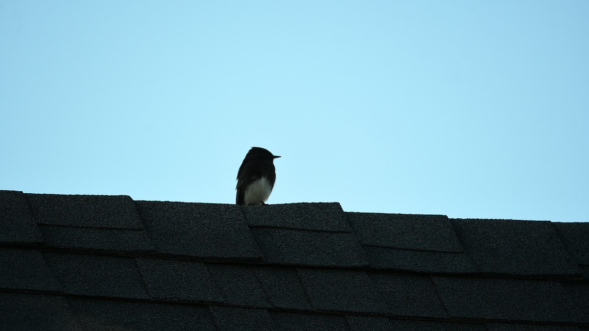 Black Phoebe (Northern) - ML645685490