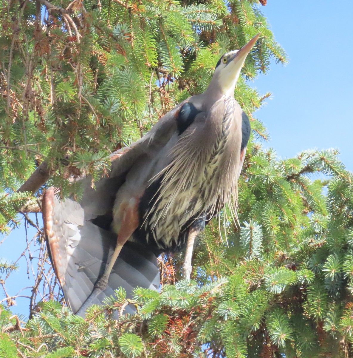 Amerika Gri Balıkçılı - ML645685512