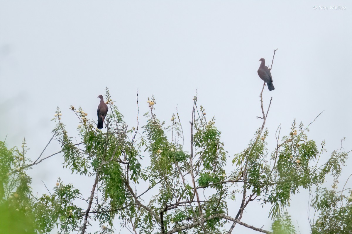 Sarı Gagalı Kızılca Güvercin - ML645685516