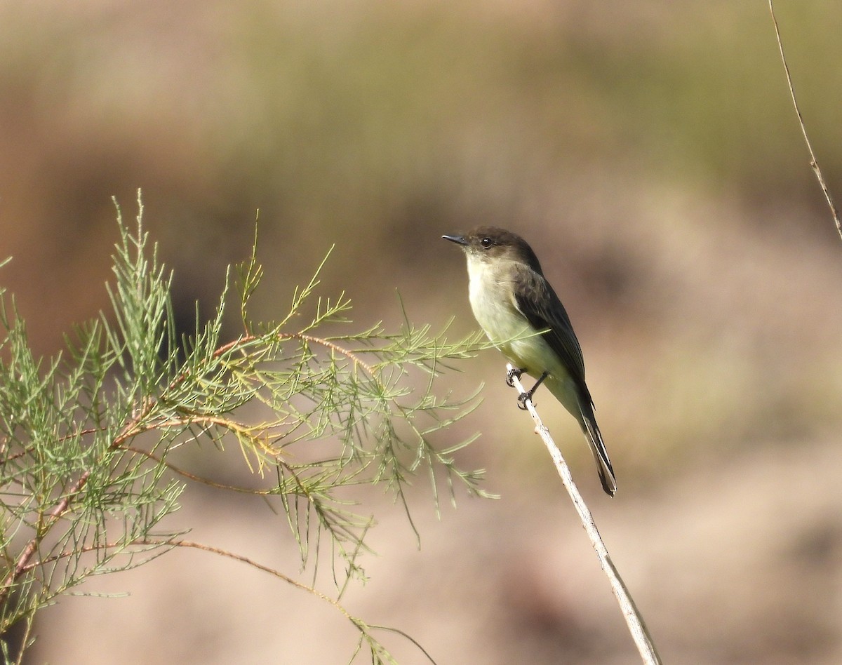 Ak Karınlı Fibi - ML645685517