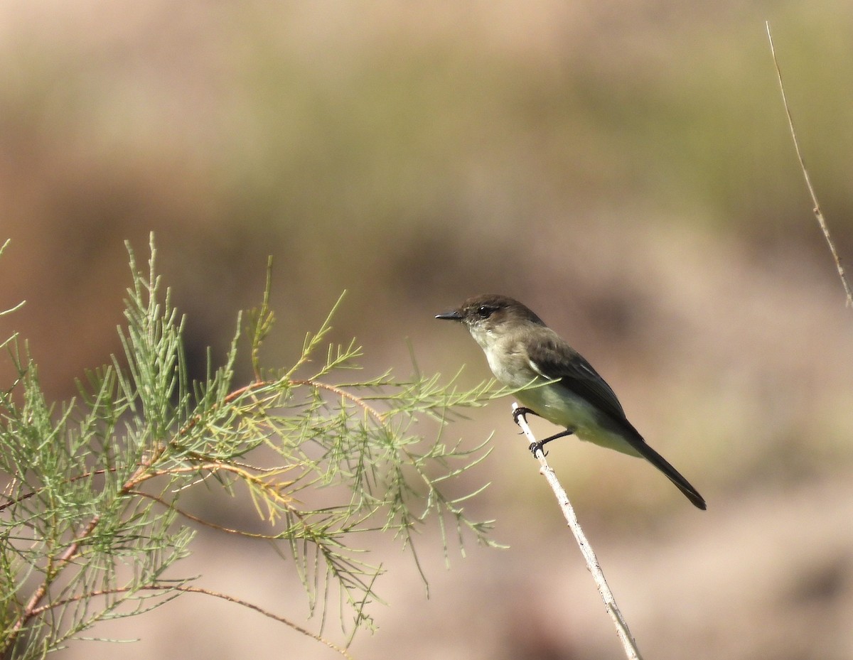 Ak Karınlı Fibi - ML645685518