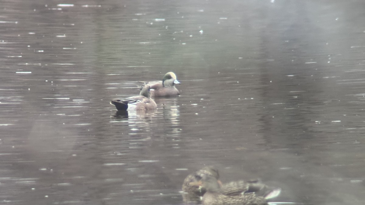 Amerika Fiyusu - ML645685519