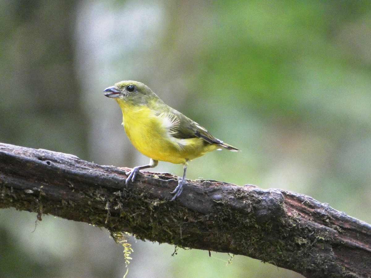 Turuncu Etekli Öfonya - ML645685520