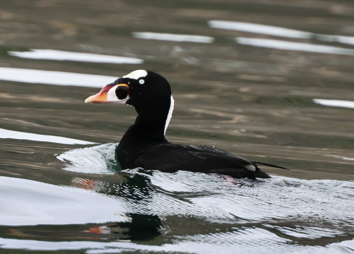 Yamalı Ördek - ML645685521