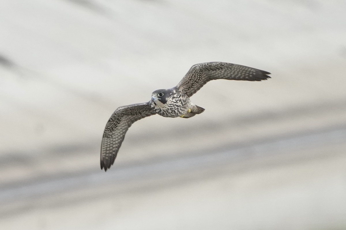 Gökdoğan - ML645685522