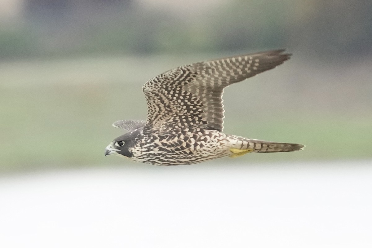 Gökdoğan - ML645685523