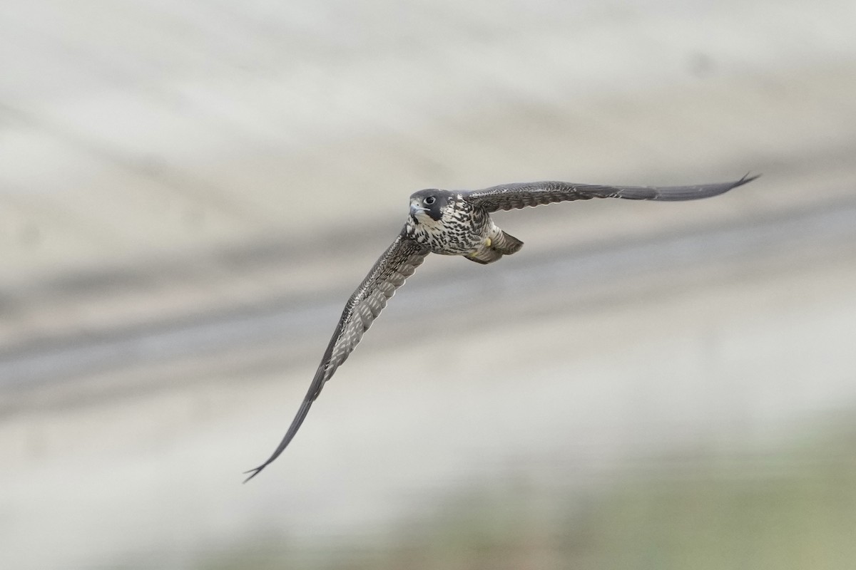 Gökdoğan - ML645685524