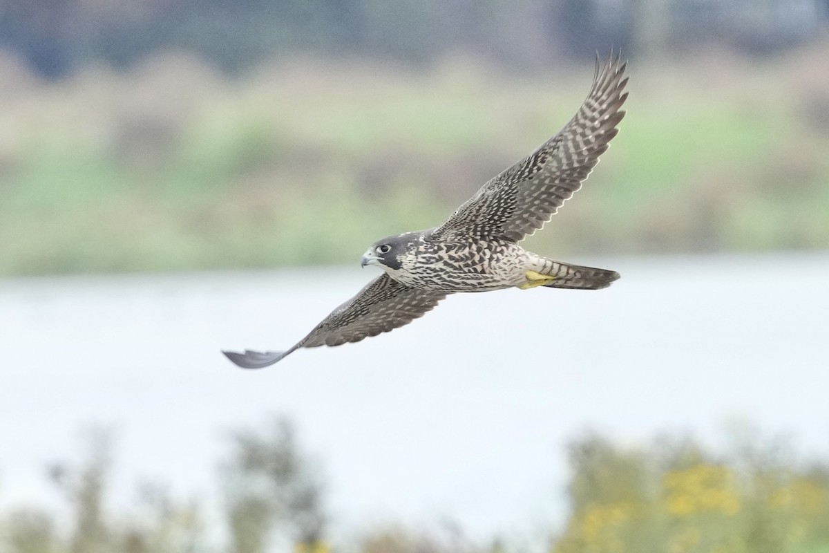 Gökdoğan - ML645685525