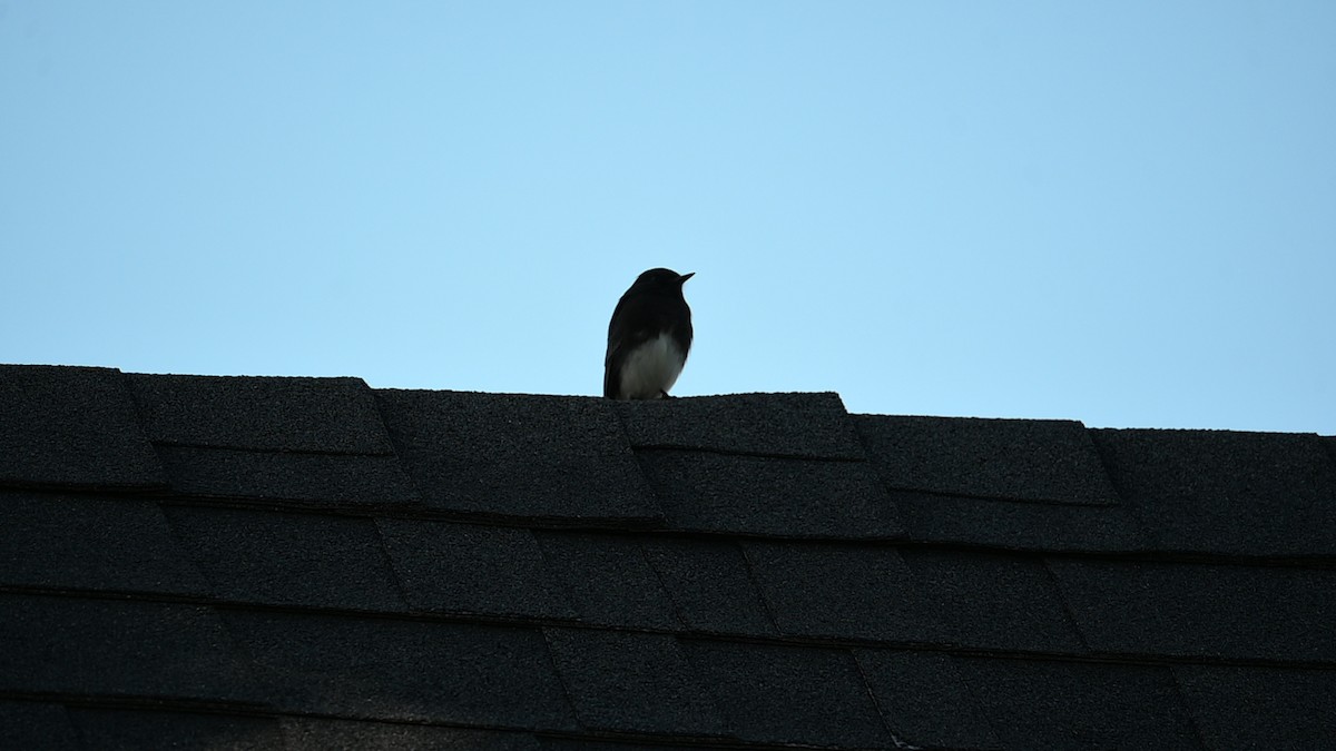 Kara Fibi [nigricans grubu] - ML645685526