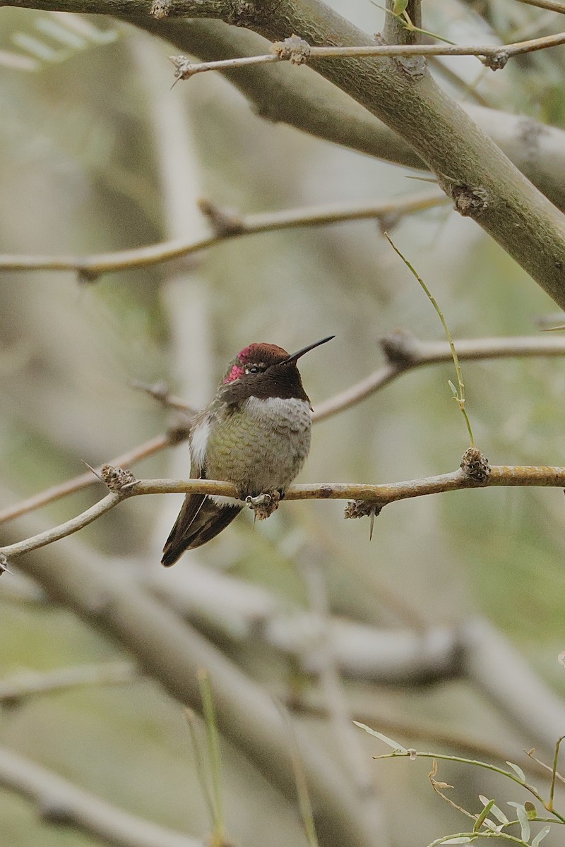 Anna Kolibrisi - ML645685527