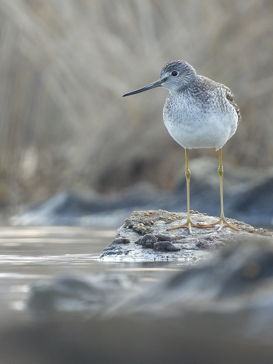 Büyük Sarıbacak - ML645685528