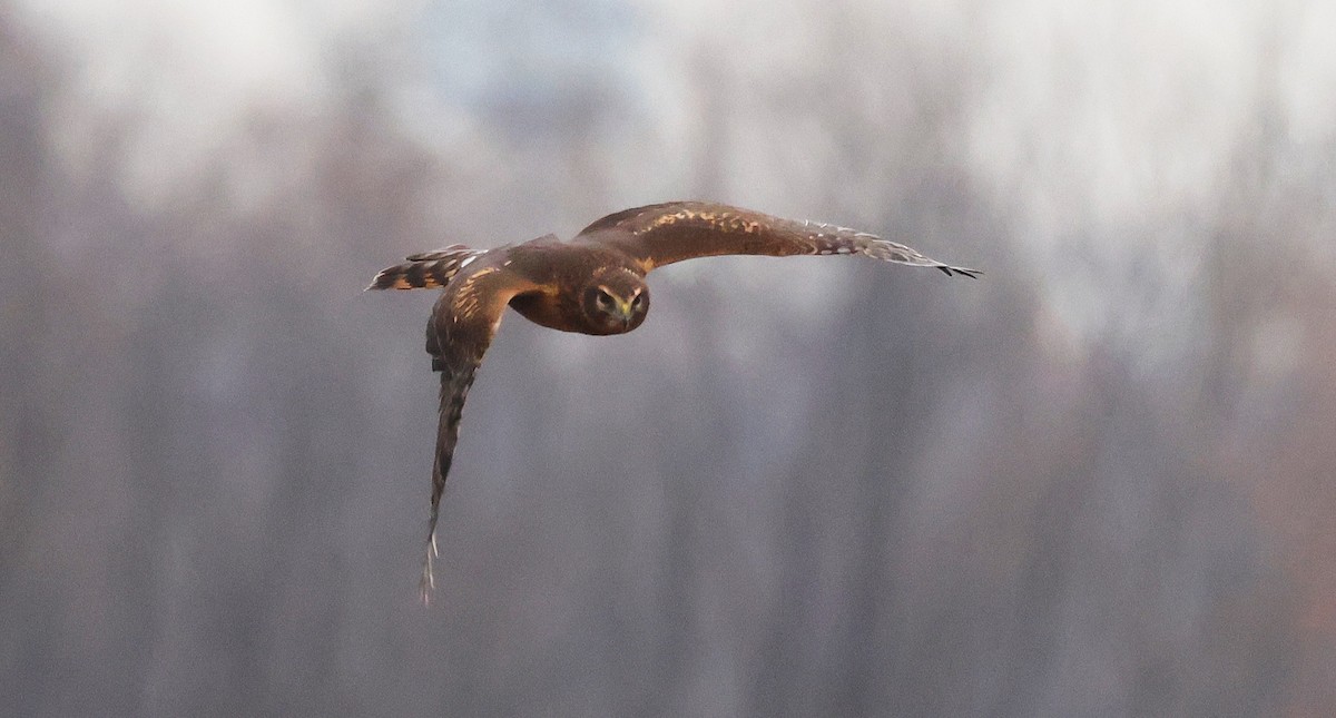 Amerika Delicesi - ML645685530