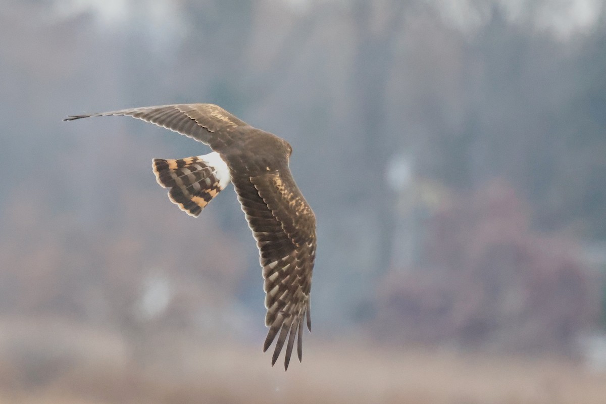 Amerika Delicesi - ML645685531