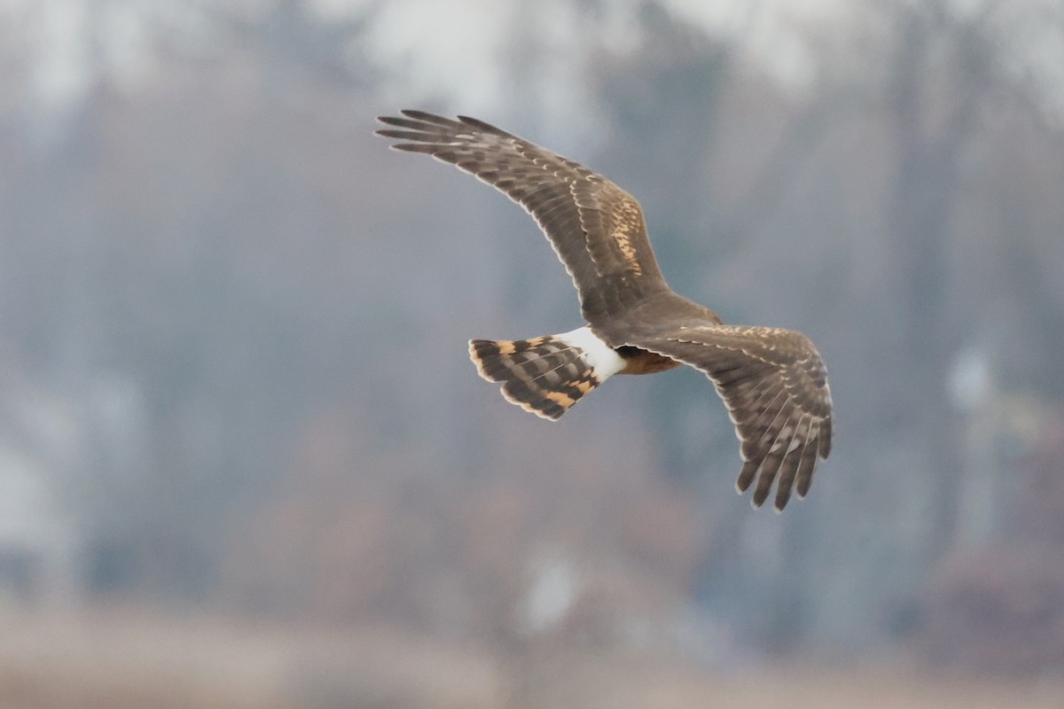 Amerika Delicesi - ML645685532