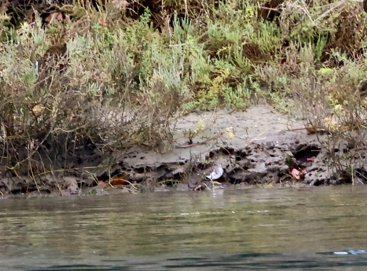 Benekli Düdükçün - ML645685535