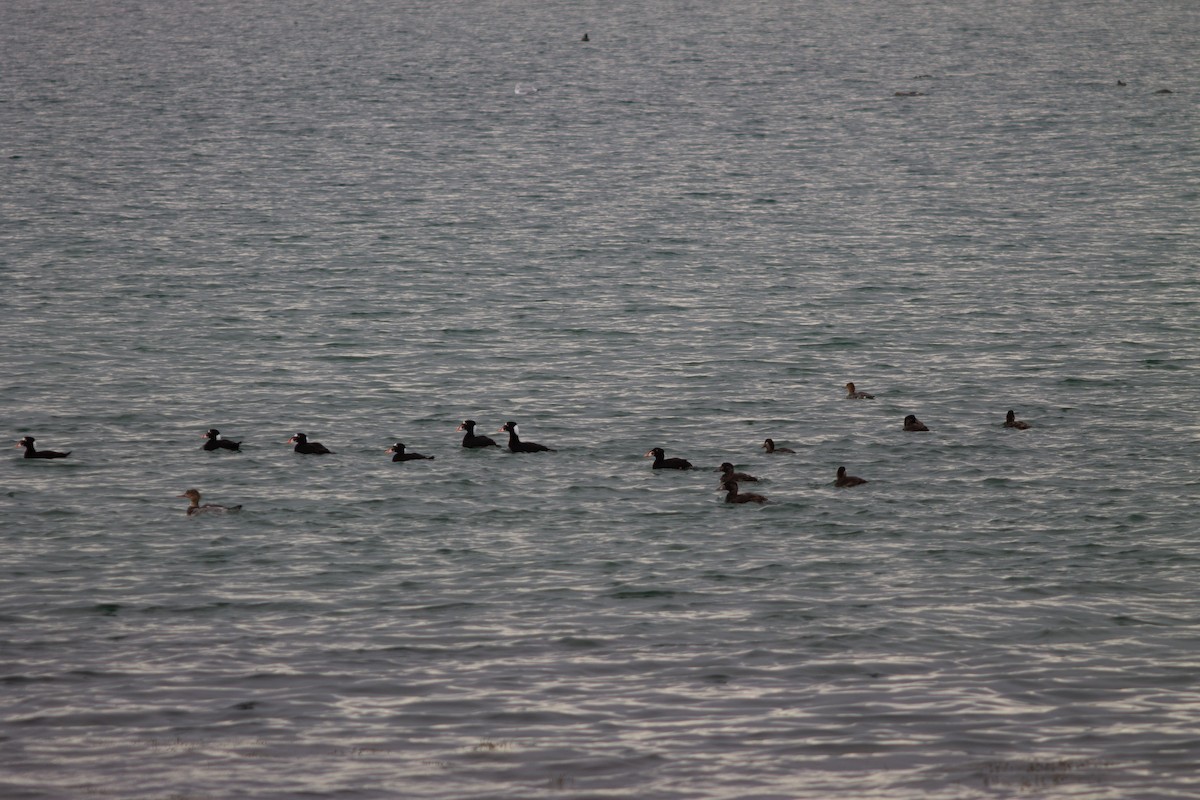 Yamalı Ördek - ML645685541