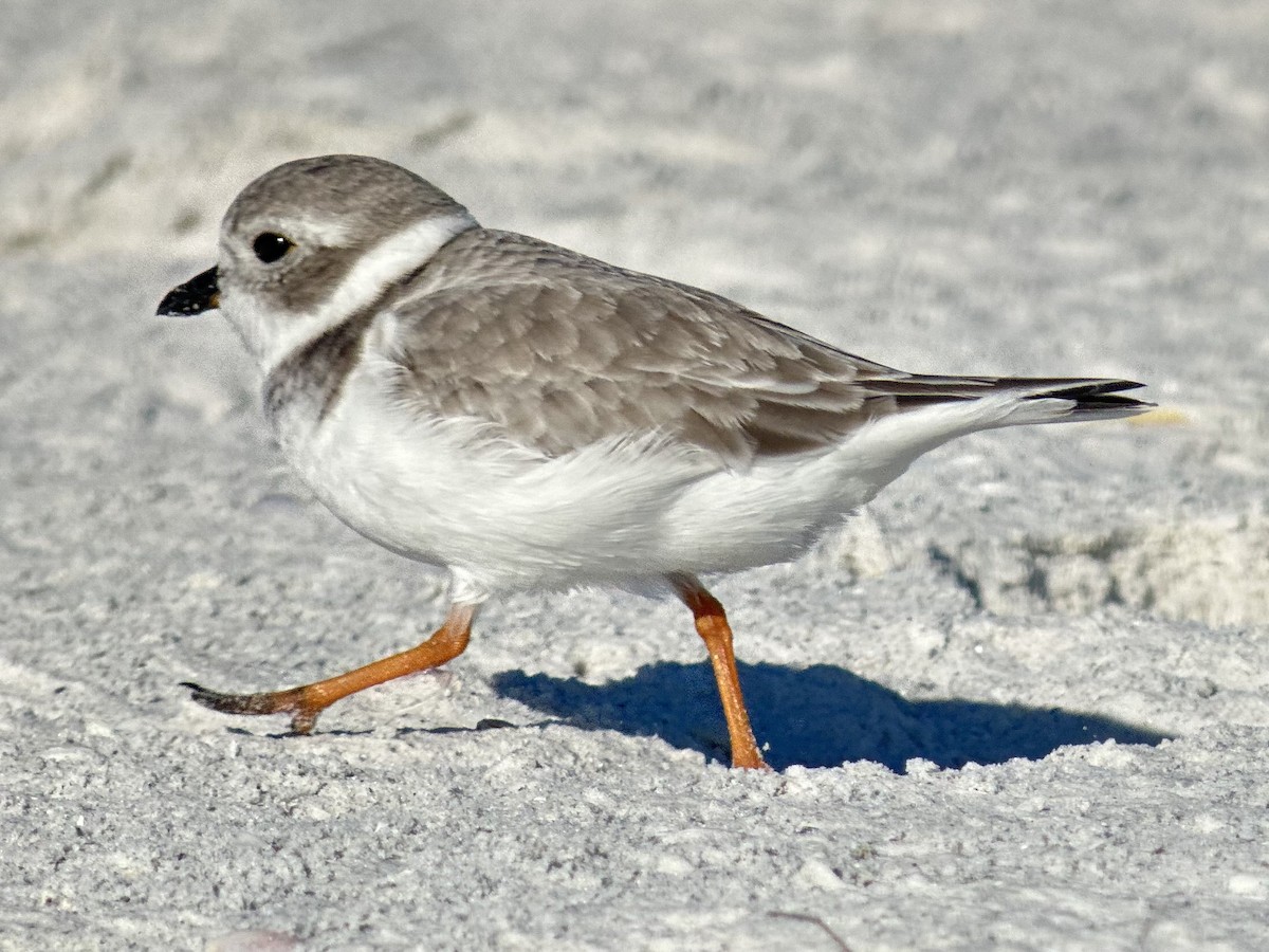 Flötenregenpfeifer - ML645685543