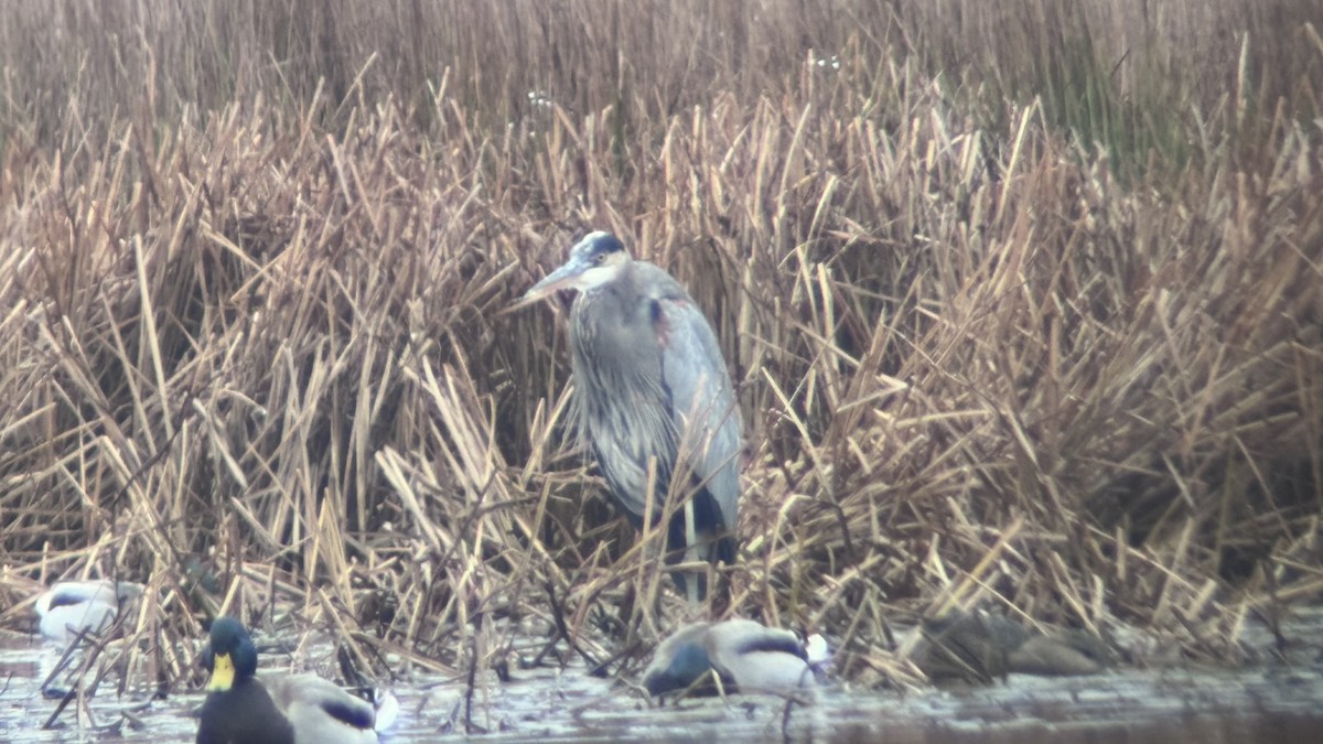 Amerika Gri Balıkçılı - ML645685544