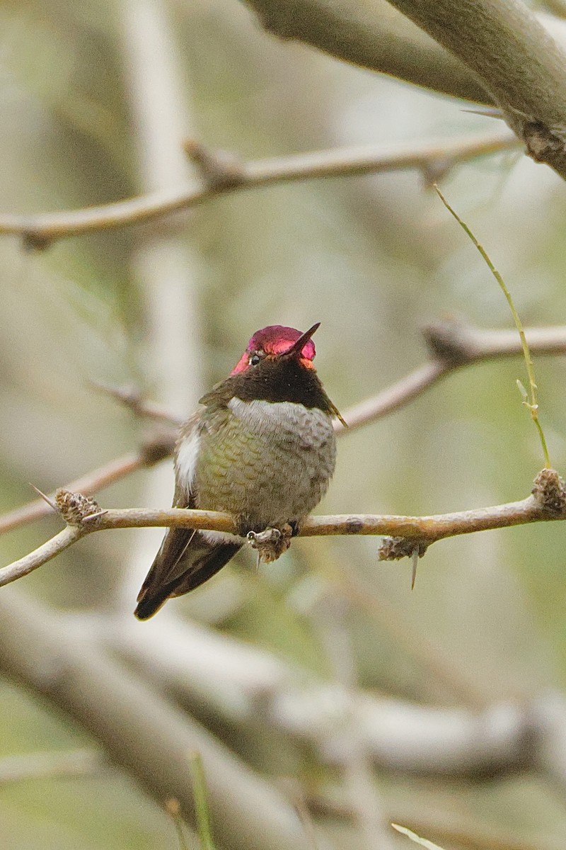 Anna Kolibrisi - ML645685545