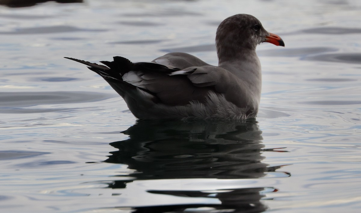 Heermann Martısı - ML645685546