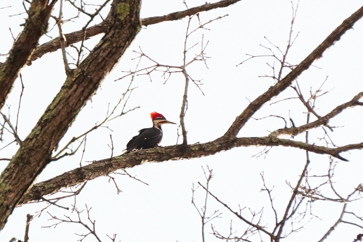 Kuzey Amerika Kara Ağaçkakanı - ML645685548