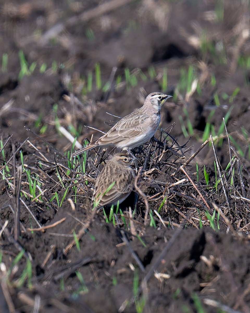 Kulaklı Toygar - ML645685549