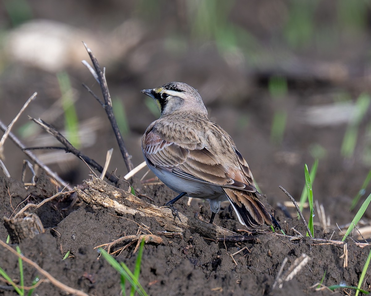 Kulaklı Toygar - ML645685550