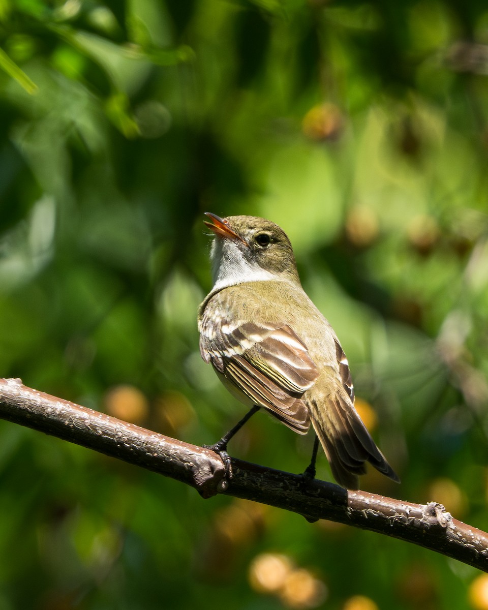 Small-billed Elaenia - ML645685557