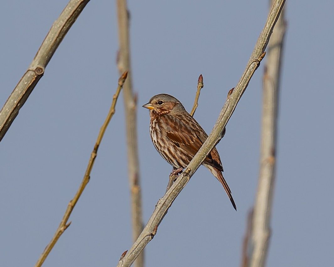 Fox Sparrow - ML645685559
