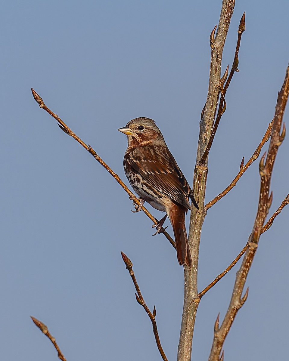 Fox Sparrow - ML645685560