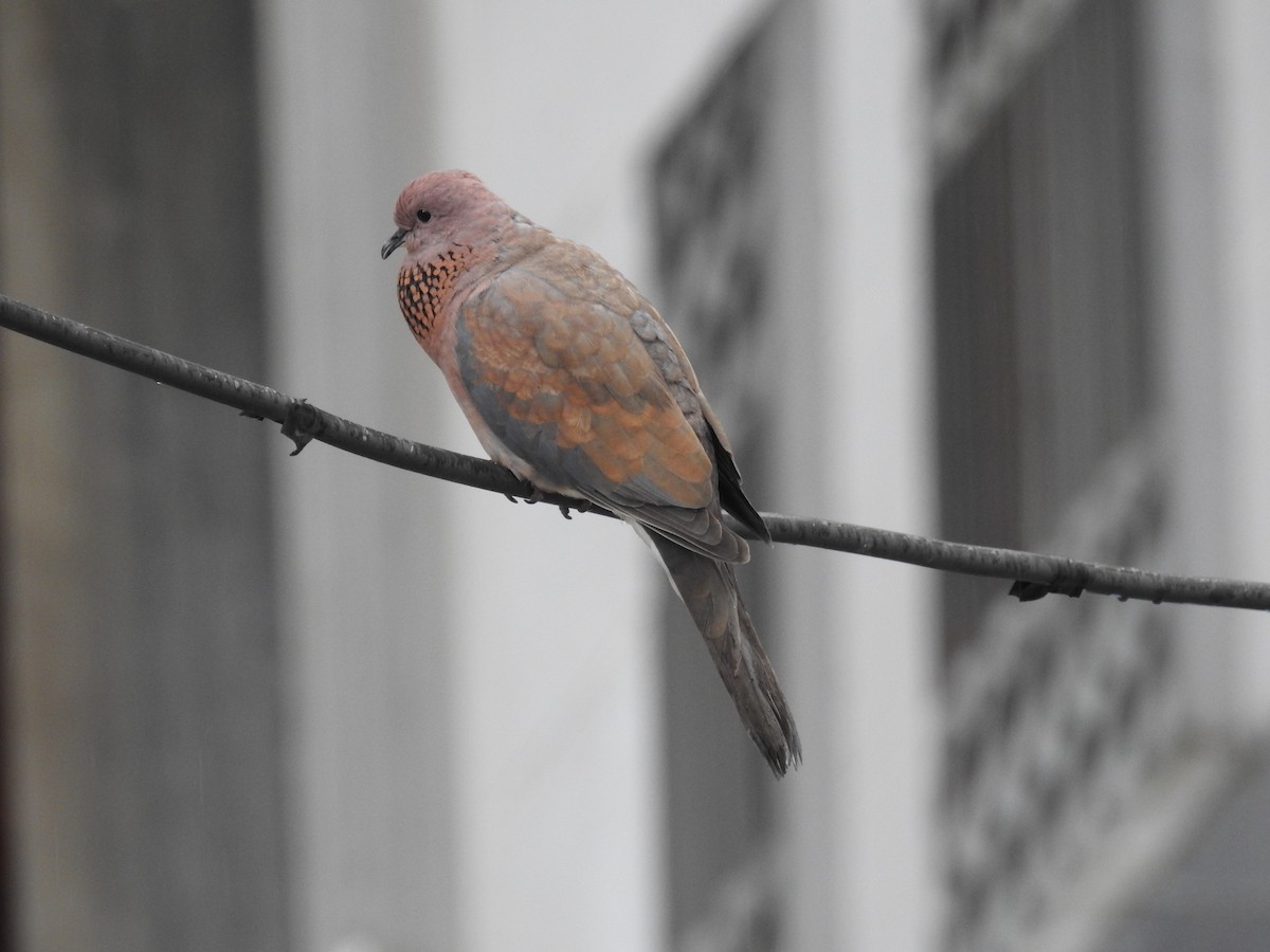 Laughing Dove - ML645685562