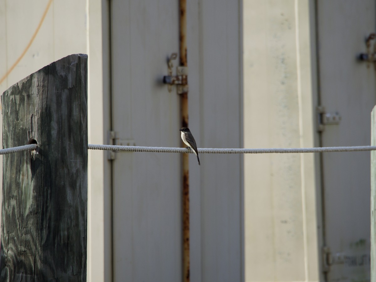 Eastern Phoebe - ML645685566