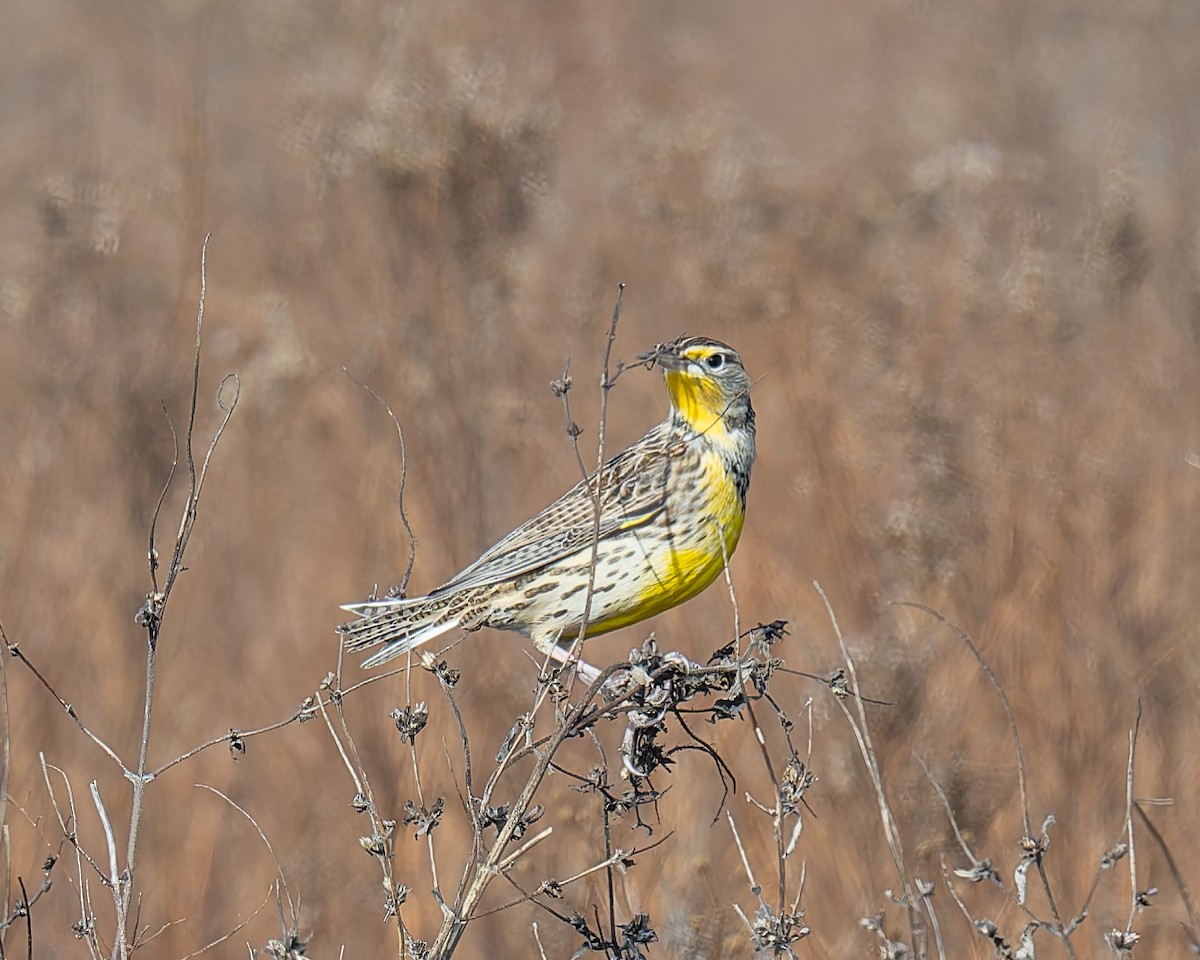 Western Meadowlark - ML645685570