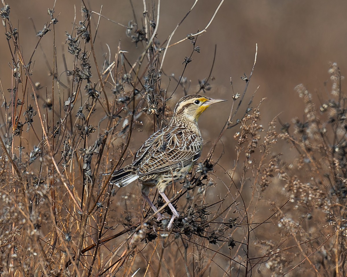 Western Meadowlark - ML645685571