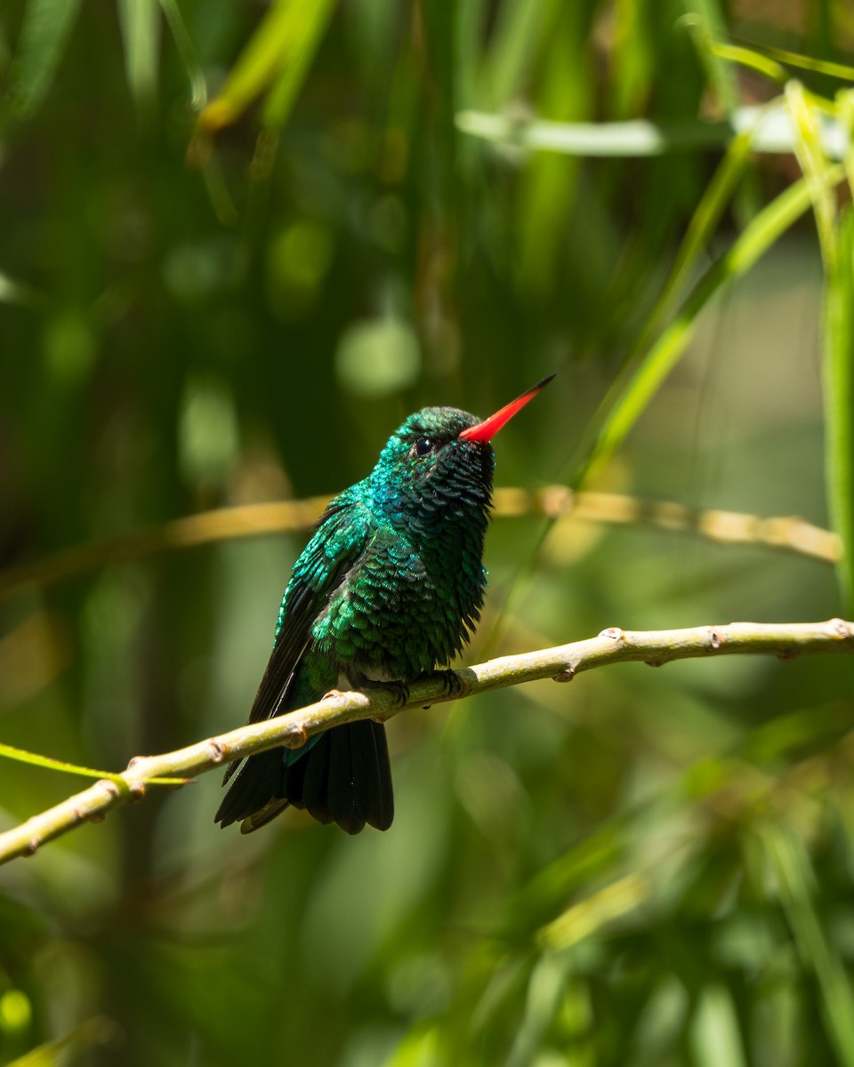 Glittering-bellied Emerald - ML645685574