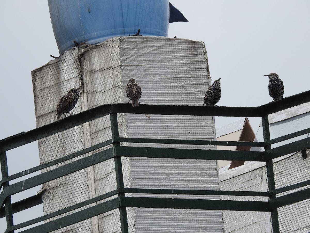 European Starling - ML645685576