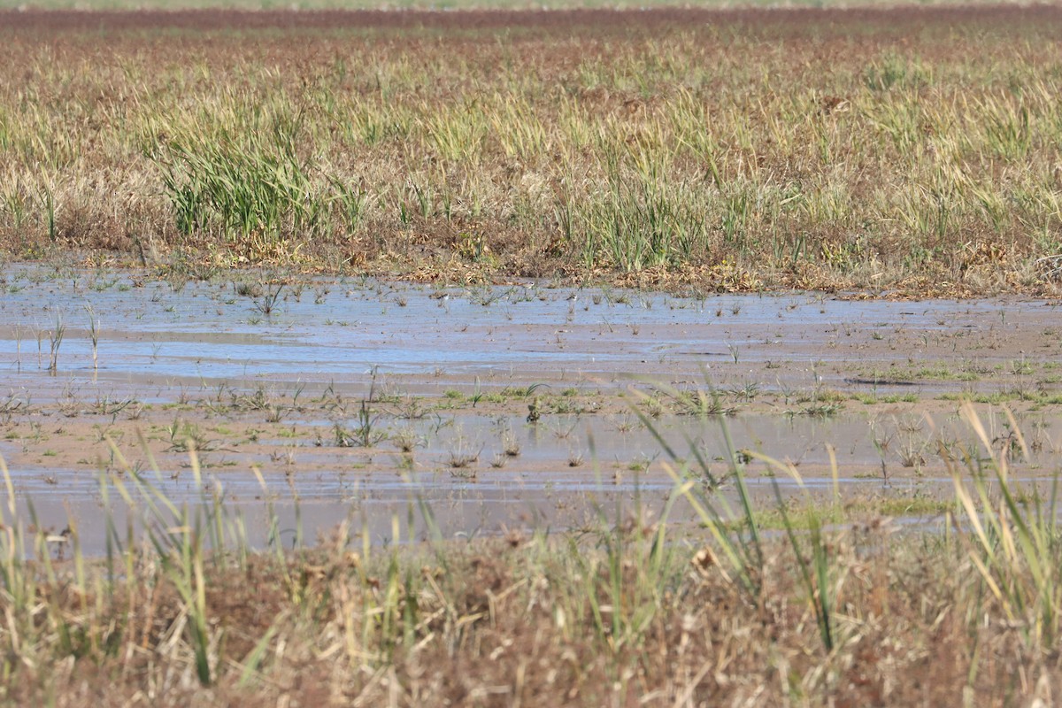 Semipalmated Plover - ML645685580