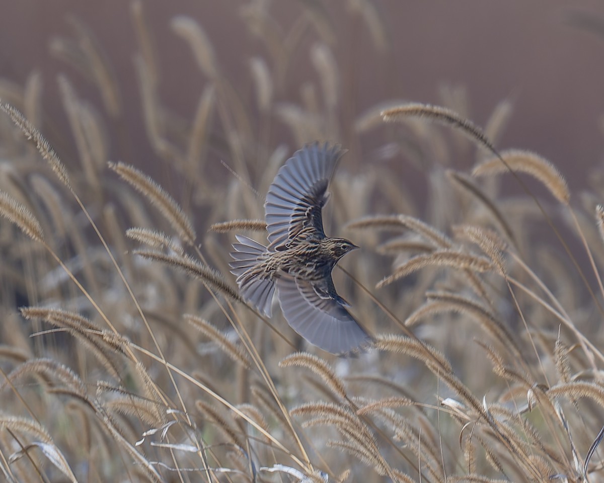 Savannah Sparrow - ML645685581
