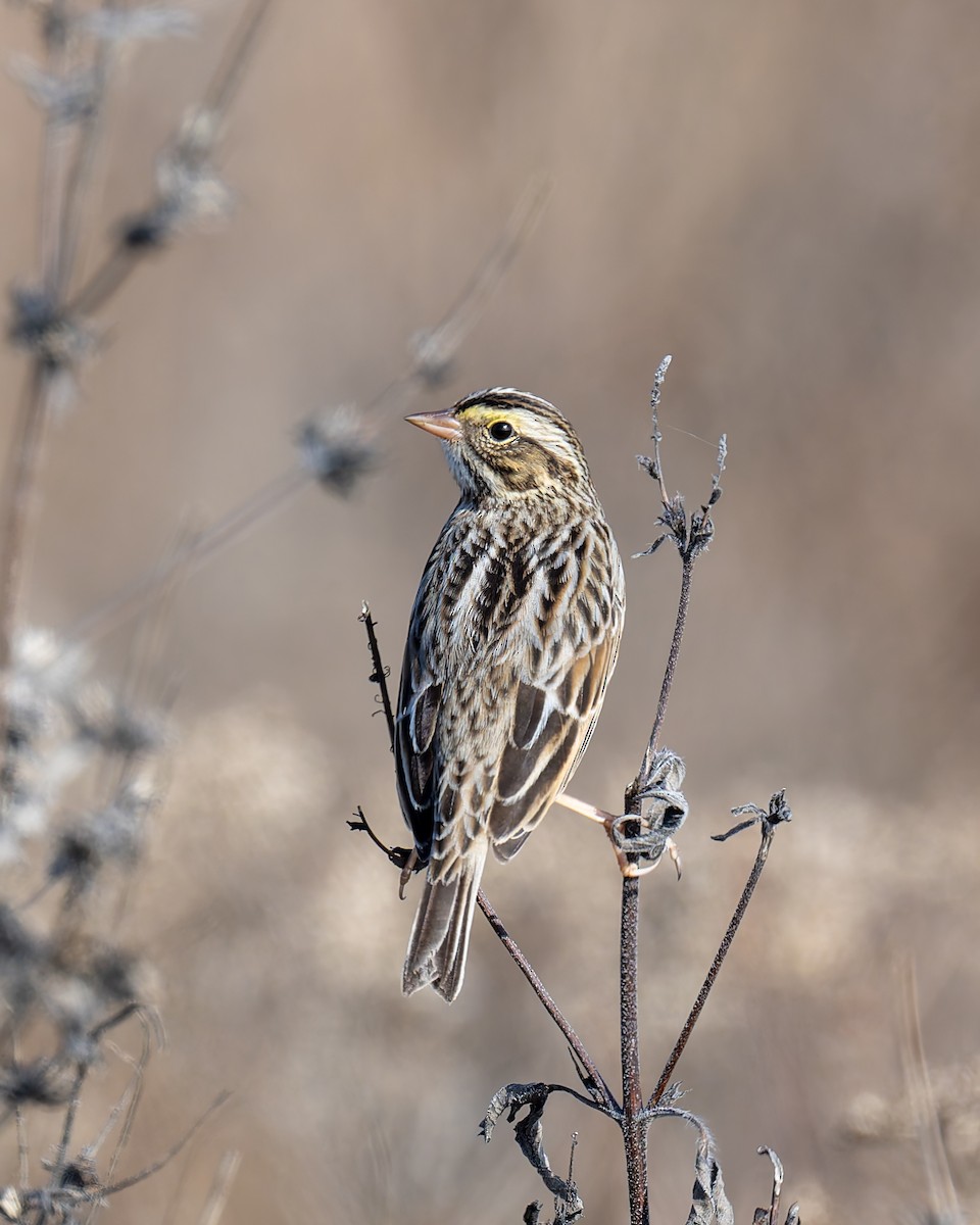 Savannah Sparrow - ML645685582