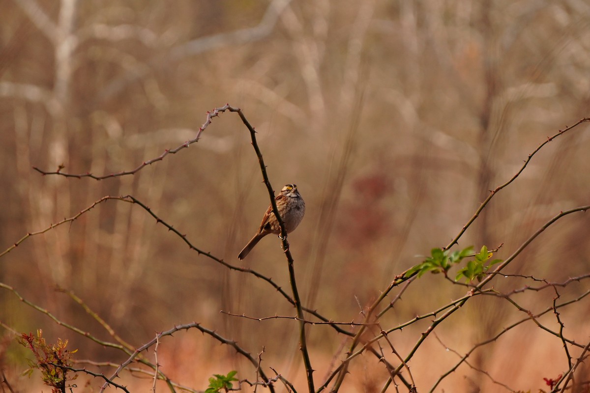White-throated Sparrow - ML645685601