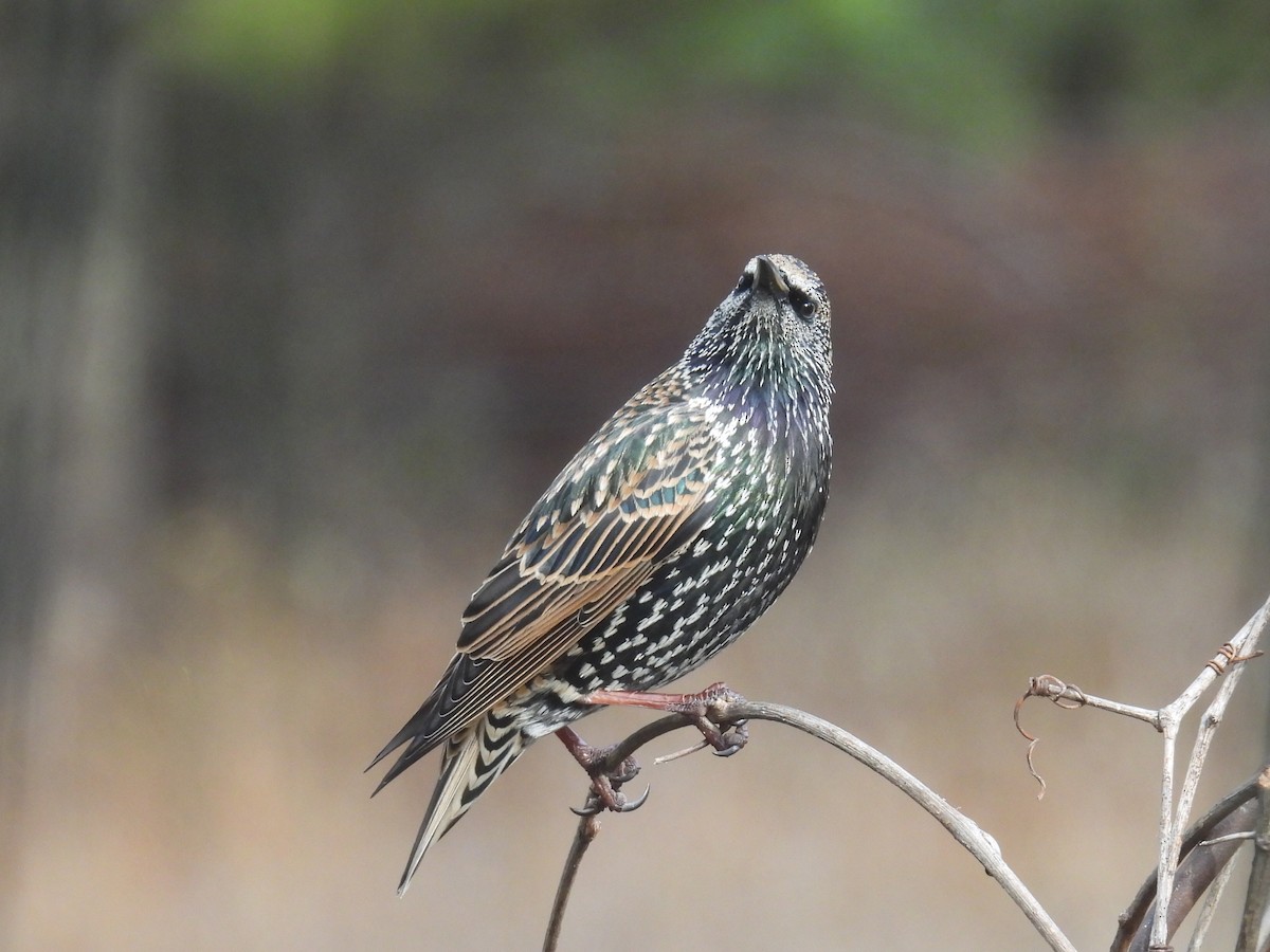 Étourneau sansonnet - ML645685609