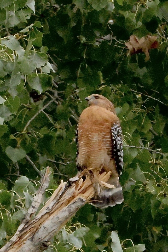 Buse à épaulettes - ML645685610